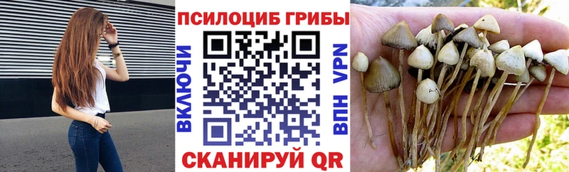 Псилоцибиновые грибы мицелий где можно купить площадка Telegram Ижевск